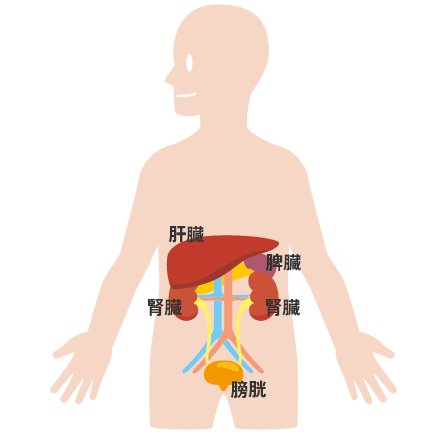 腎臓 の 位置