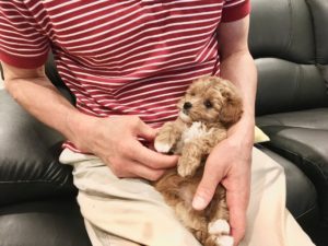 ペットと暮らしてみて1