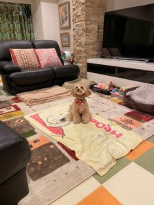 ペットと暮らしてみて2