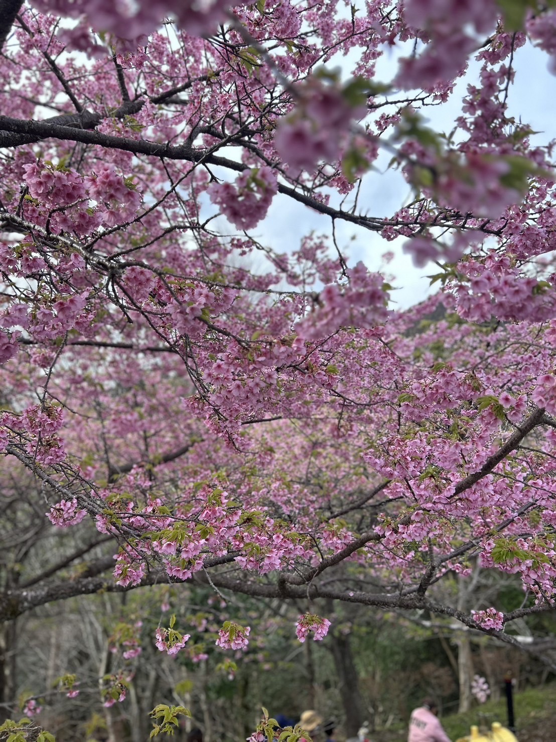 河津桜の桜祭り　1
