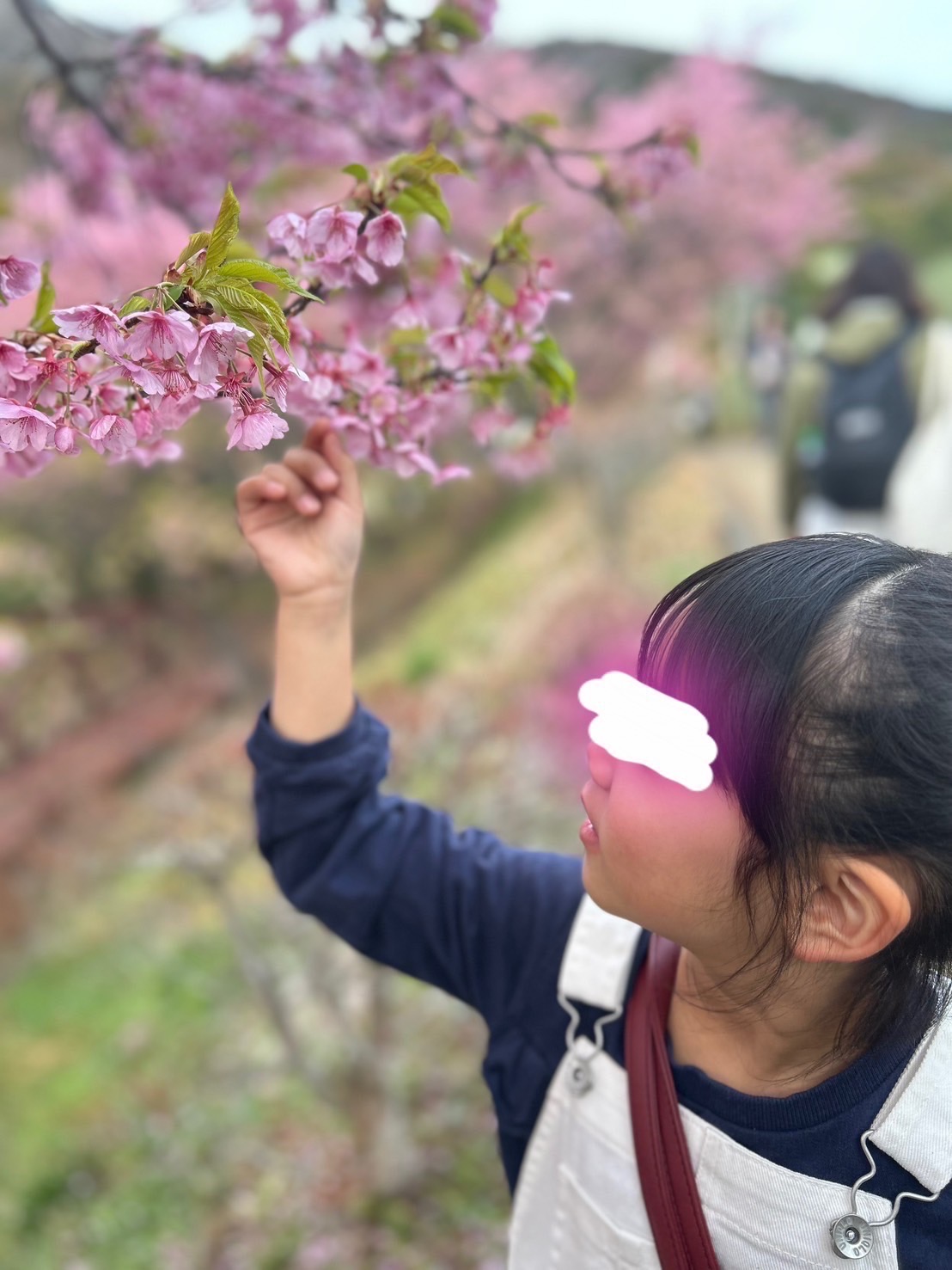 河津桜の桜祭り　2