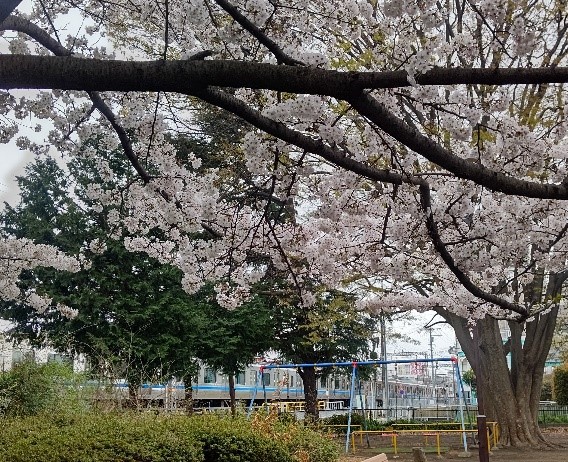 松陰公園　桜