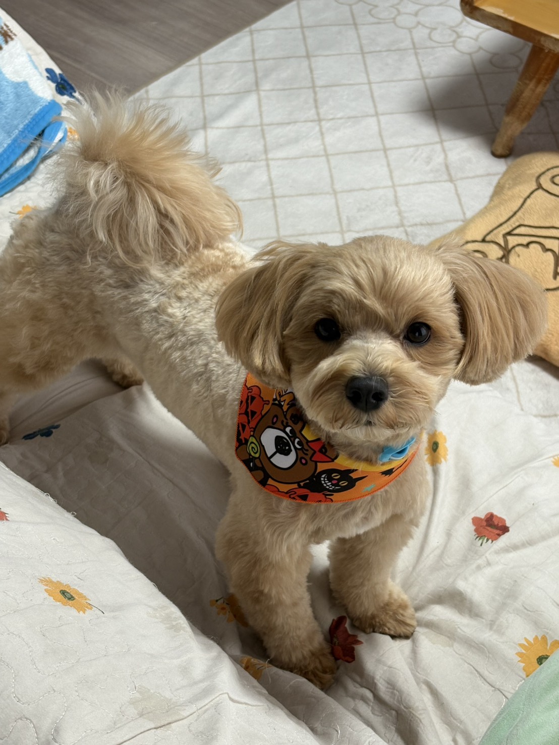 〜愛犬に癒される私〜1