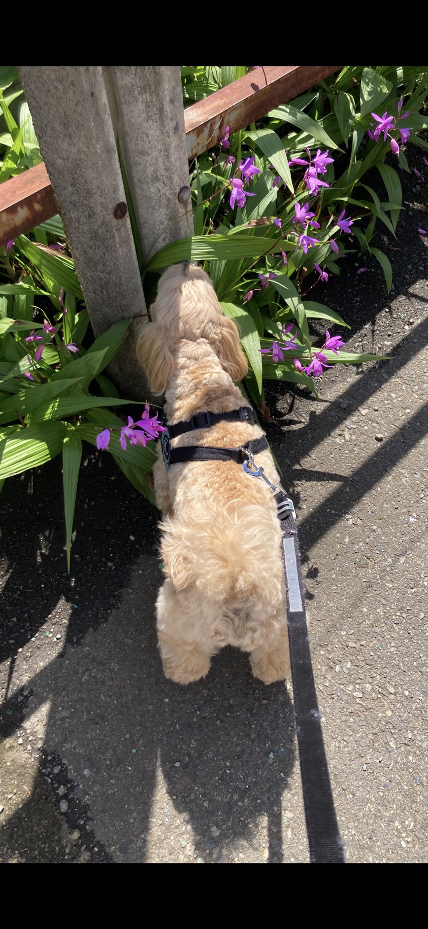 〜愛犬に癒される私〜2